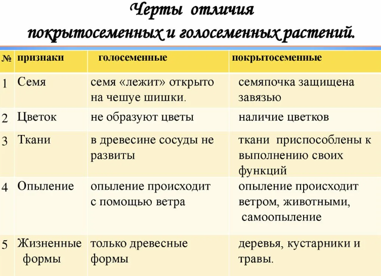 Отличие покрытосеменных от голосеменных растений