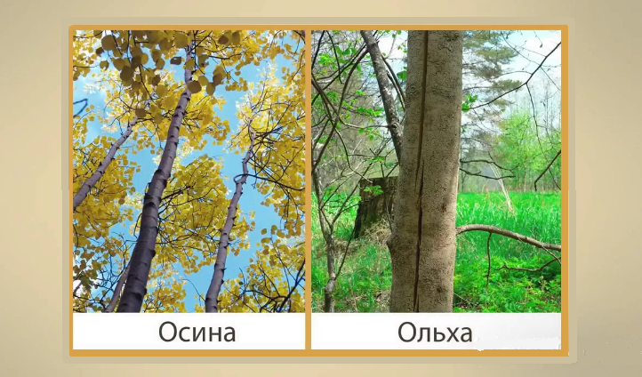 Отличие осины от ольхи по стволу