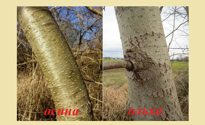 Отличие осины от ольхи по коре