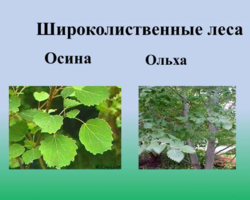 Как отличить осину от ольхи: весной, по стволу, листьям, коре, плодам, древесине