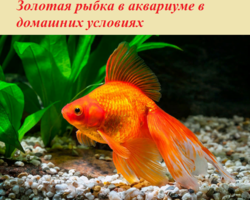 Золотая рыбка в аквариуме в домашних условиях: описание животного, виды, особенности содержания, плюсы и минусы, фото, отзывы