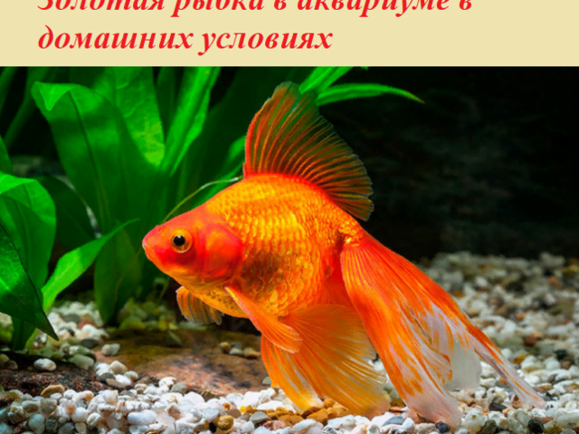 Золотая рыбка в аквариуме в домашних условиях: описание животного, виды, особенности содержания, плюсы и минусы, фото, отзывы