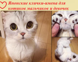 Японские клички-имена для котиков мальчиков и девочек: популярные, редкие, смешные