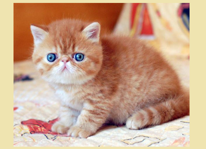 Кошечка с японской кличкой мива