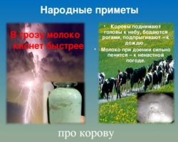 Народные приметы про корову: при покупке, продаже, чтобы прижилась