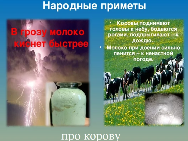 Народные приметы про корову: при покупке, продаже, чтобы прижилась