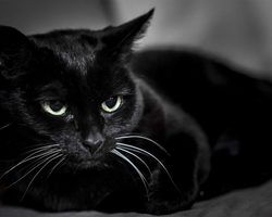 К чему снится черная кошка девушке, женщине, мужчине?