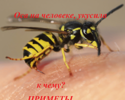 Приметы: почему кусают осы, пчелы. Укус осы или пчелы: хорошая примета или плохая?