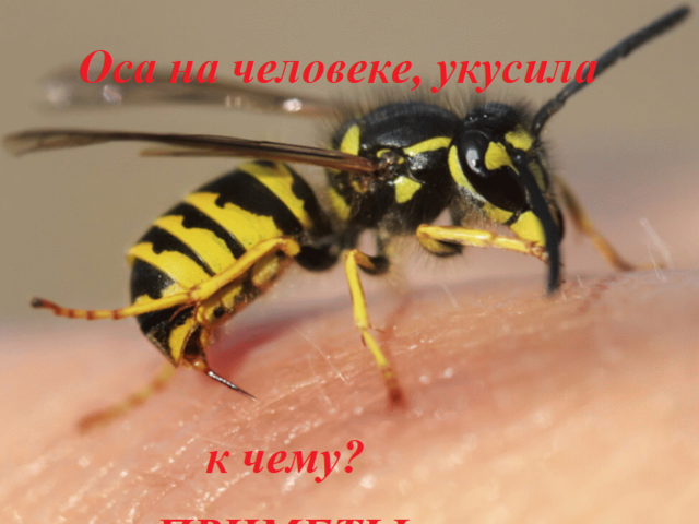 Приметы: почему кусают осы, пчелы. Укус осы или пчелы: хорошая примета или плохая?