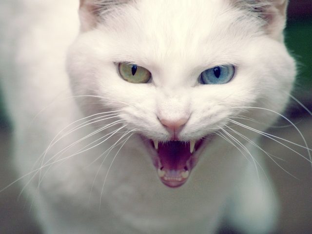 Белая кошка в доме: приметы и поверья. Приметы: белый котенок, оставить или нет? Приметы и суеверия о белых котиках