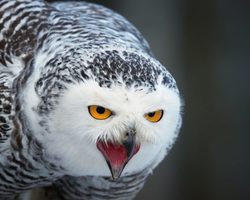 Увидеть сову, филина или сыча: приметы. Примета, если совы поселились рядом с домом, принести сову, филина, сыча домой