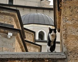 Можно ли мусульманам заводить кошку в квартире, доме по Исламу? Считается ли грехом выгнать кошку из дома в Исламе?