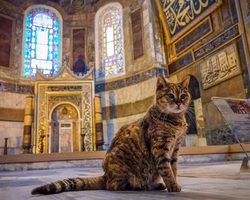 Можно ли мусульманам стерилизовать кошку, кастрировать кота по нормам Ислама?