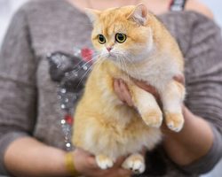 Почему кошкам нравится запах пота из подмышек?