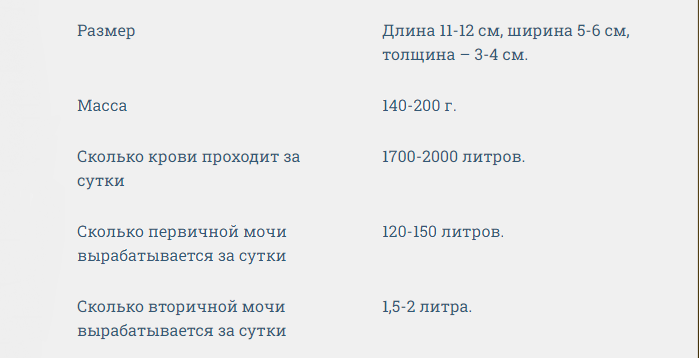 Вот что важно знать про почки