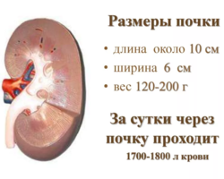 Почки у человека должны быть одинаковые по размеру или нет? Нормальные размеры почек по УЗИ у женщин, мужчин