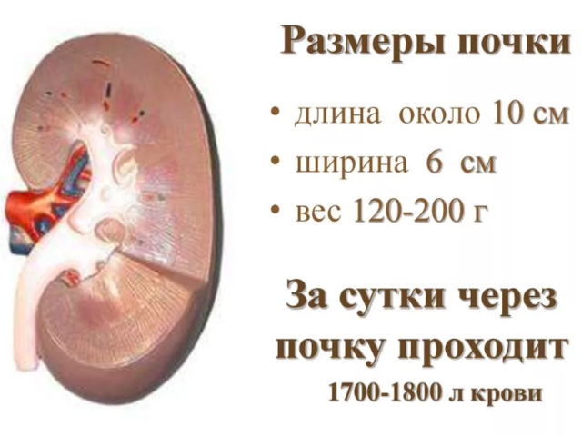 Почки у человека должны быть одинаковые по размеру или нет? Нормальные размеры почек по УЗИ у женщин, мужчин