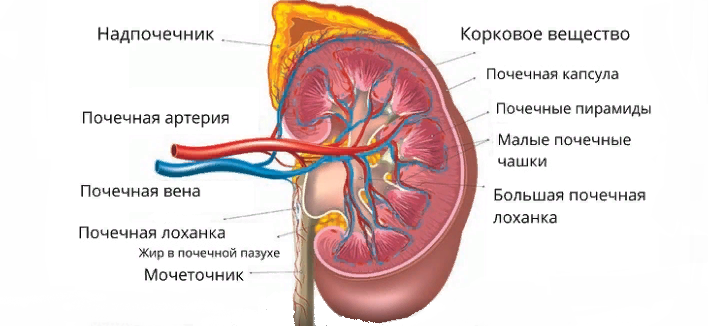 Строение почек человека
