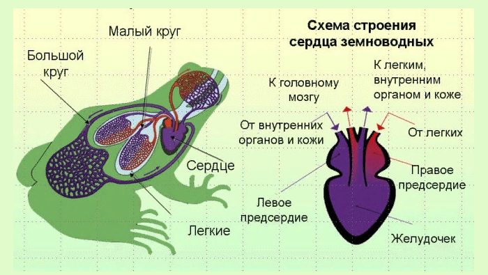 Кровеносная система земноводных амфибий