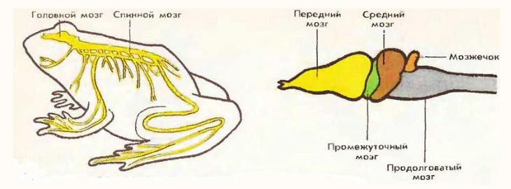 Нервная система земноводных амфибий