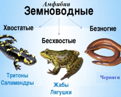 Амфибии в природе: характеристика земноводных взрослых амфибий, их основные признаки и отличительные особенности