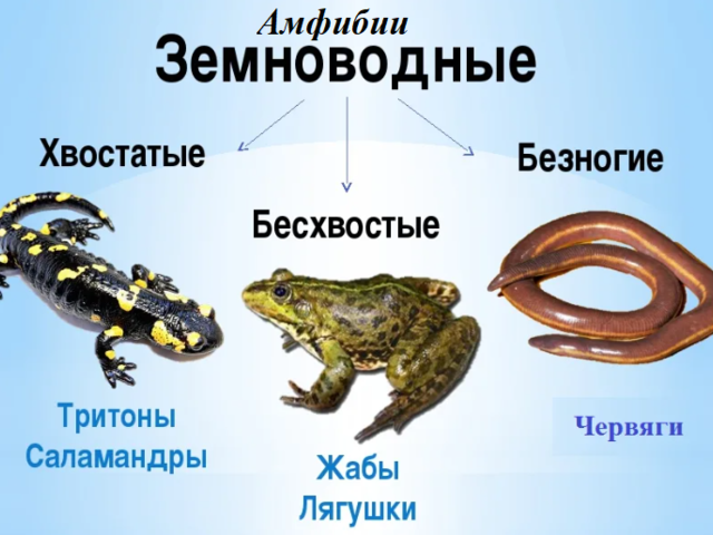 Амфибии в природе: характеристика земноводных взрослых амфибий, их основные признаки и отличительные особенности