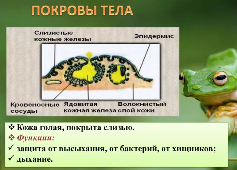 Покров тела, кожа земноводных животных