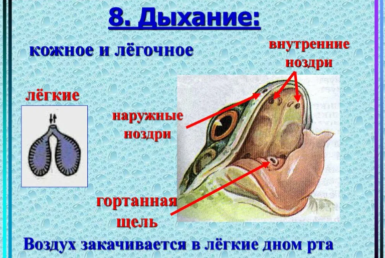 Органы дыхания земноводных животных