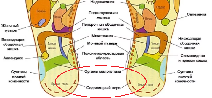 Зона спинного мозга и седалищного нерва: активные точки ступни