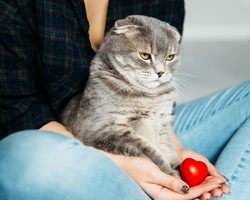 Как понять, что кошка любит хозяина?