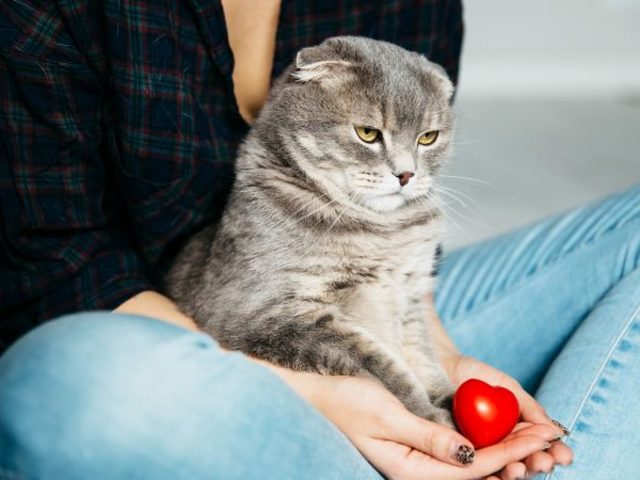 Как понять, что кошка любит хозяина?