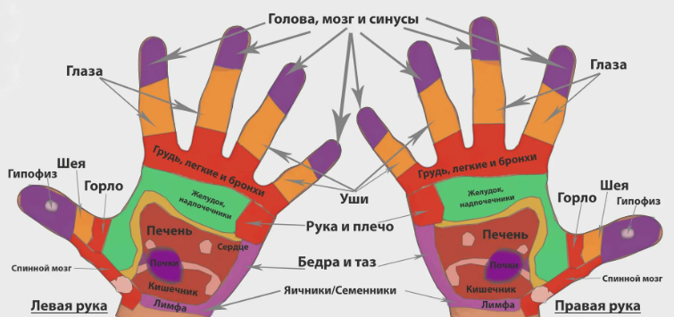 Органы, связанные с ладонью руки