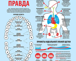 Как по зубам определить состояние органов: о чем говорит боль? Какой зуб за какой внутренний орган человека отвечает: таблица