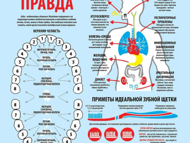 Как по зубам определить состояние органов: о чем говорит боль? Какой зуб за какой внутренний орган человека отвечает: таблица