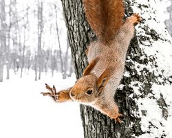 Чем кормить белок зимой в кормушке? Чем нельзя кормить белок? Какими орешками нельзя кормить белок?
