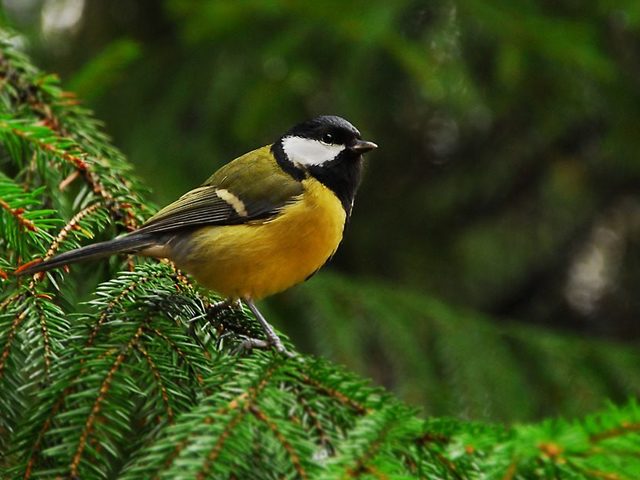 Чем кормить синичек зимой в кормушке, что они любят: советы. Чем питаются синицы зимой?