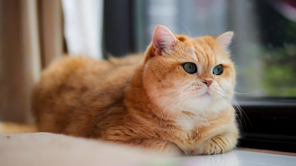 Котик