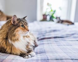 Почему кошка спит у порога, у входной двери, на пороге: приметы