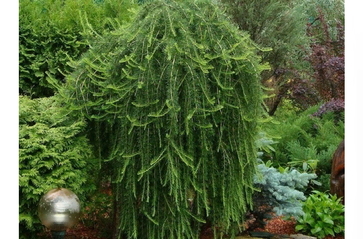 Лиственница «larix decidua» для дачи