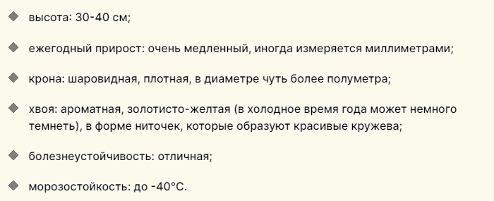 Описание туи «голден таффет» для дачного участка
