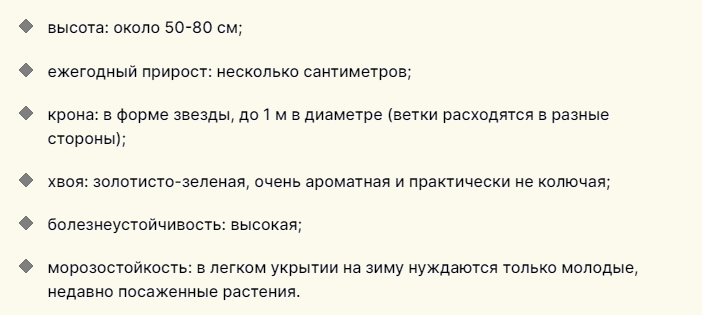 Описание низкорослого хвойника для дачи