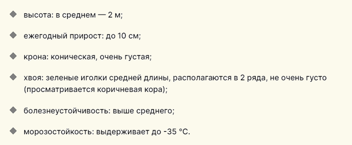 Описание низкорослого хвойника для дачи