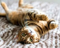 Примета, если нечаянно сбил кошку на машине