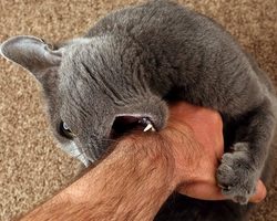 Кот или кошка не заходит в дом: примета. Странное поведение кота в доме, квартире: приметы