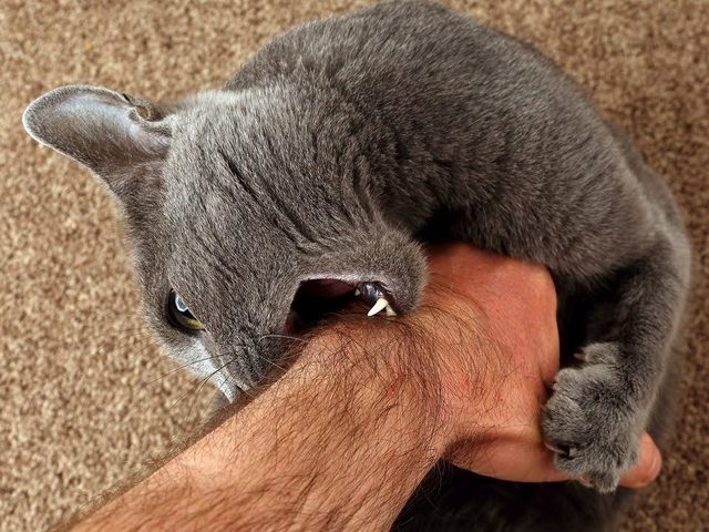 Кот или кошка не заходит в дом: примета. Странное поведение кота в доме, квартире: приметы