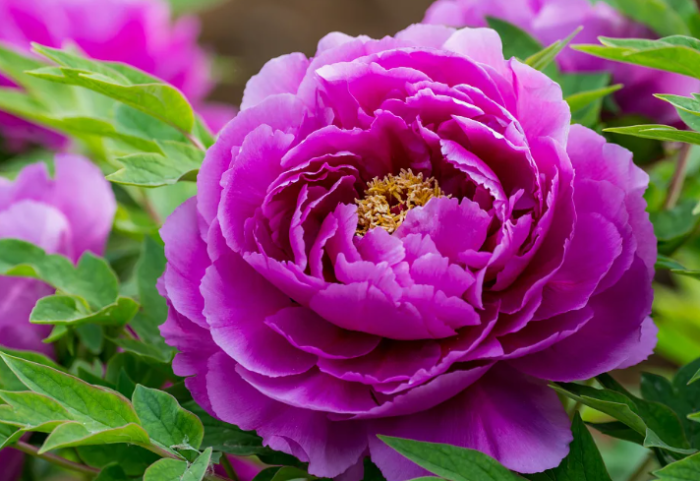 Пион сорта фиолетовый purple