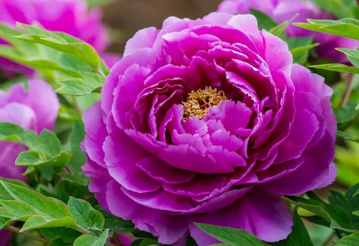 Пион сорта фиолетовый purple