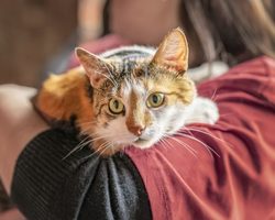 Кошка окотилась в доме: примета