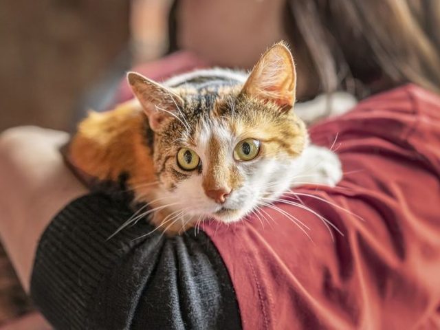 Кошка окотилась в доме: примета