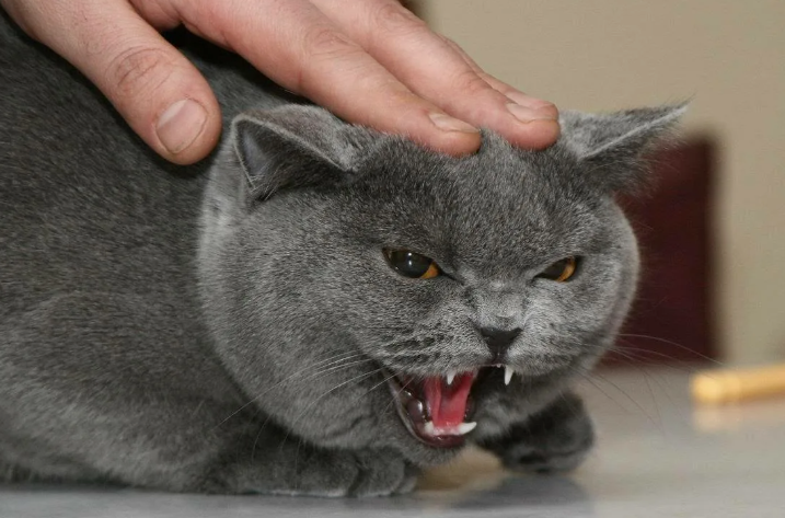 Кошка шипит